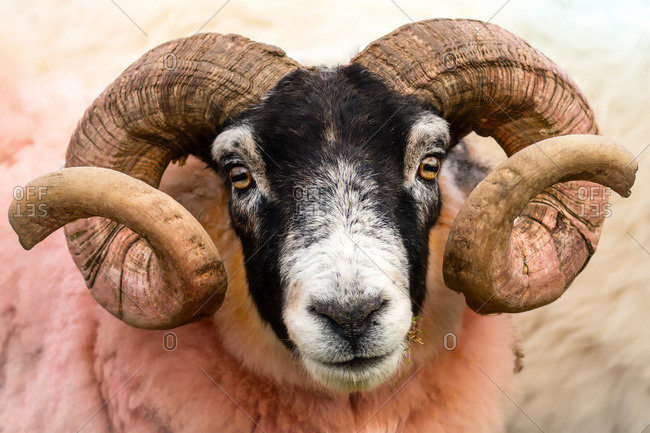 Isle of Mull sheep, Scotland, United Kingdom, Europe