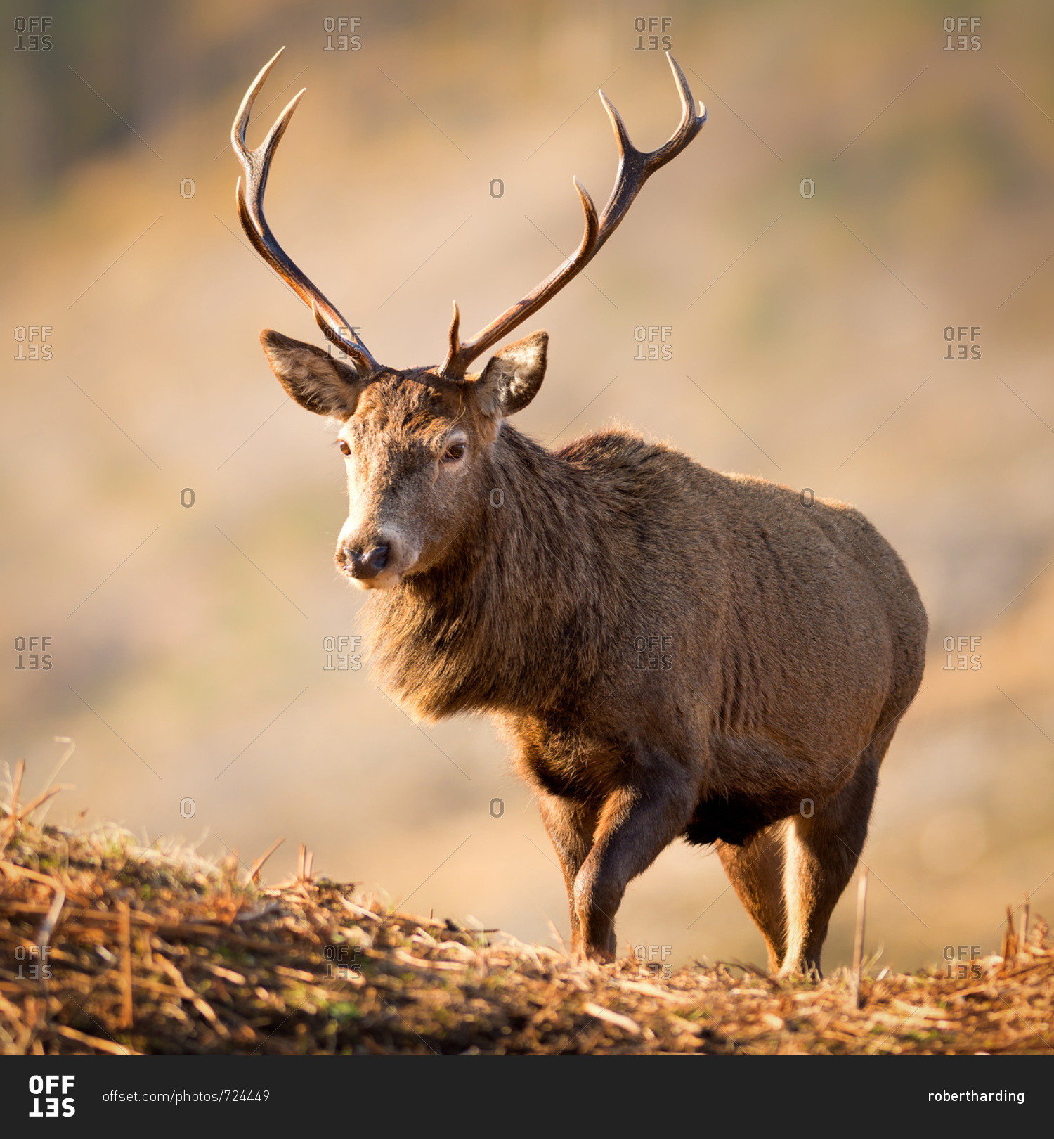 Red deer stag, Glen Etive, Highlands, Scotland, United Kingdom, Europe