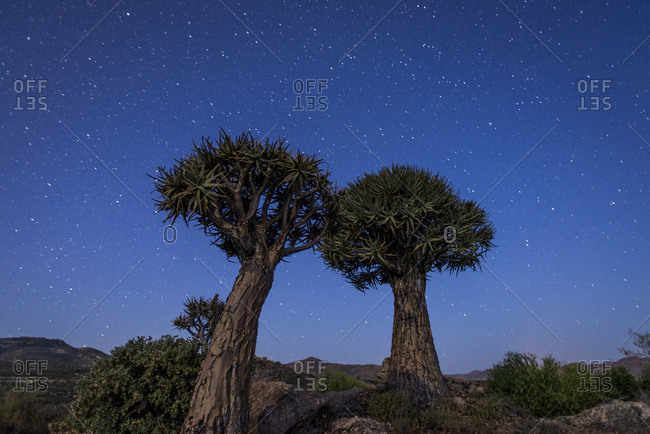 Quiver Trees (kokerboom) (Aloe dichotoma) under a night sky near Springbok, Northern Cape, South Africa, Africa