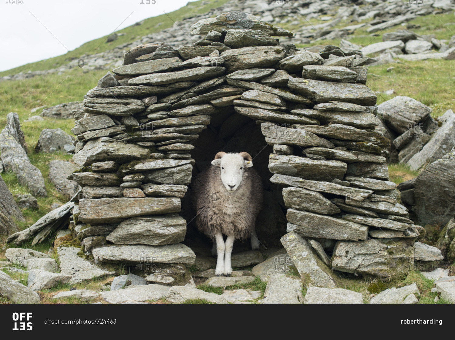 A sheep inside an old shepherd's stone shelter on the trail to The Old Man of Coniston, Lake District National Park, Cumbria, England, United Kingdom, Europe