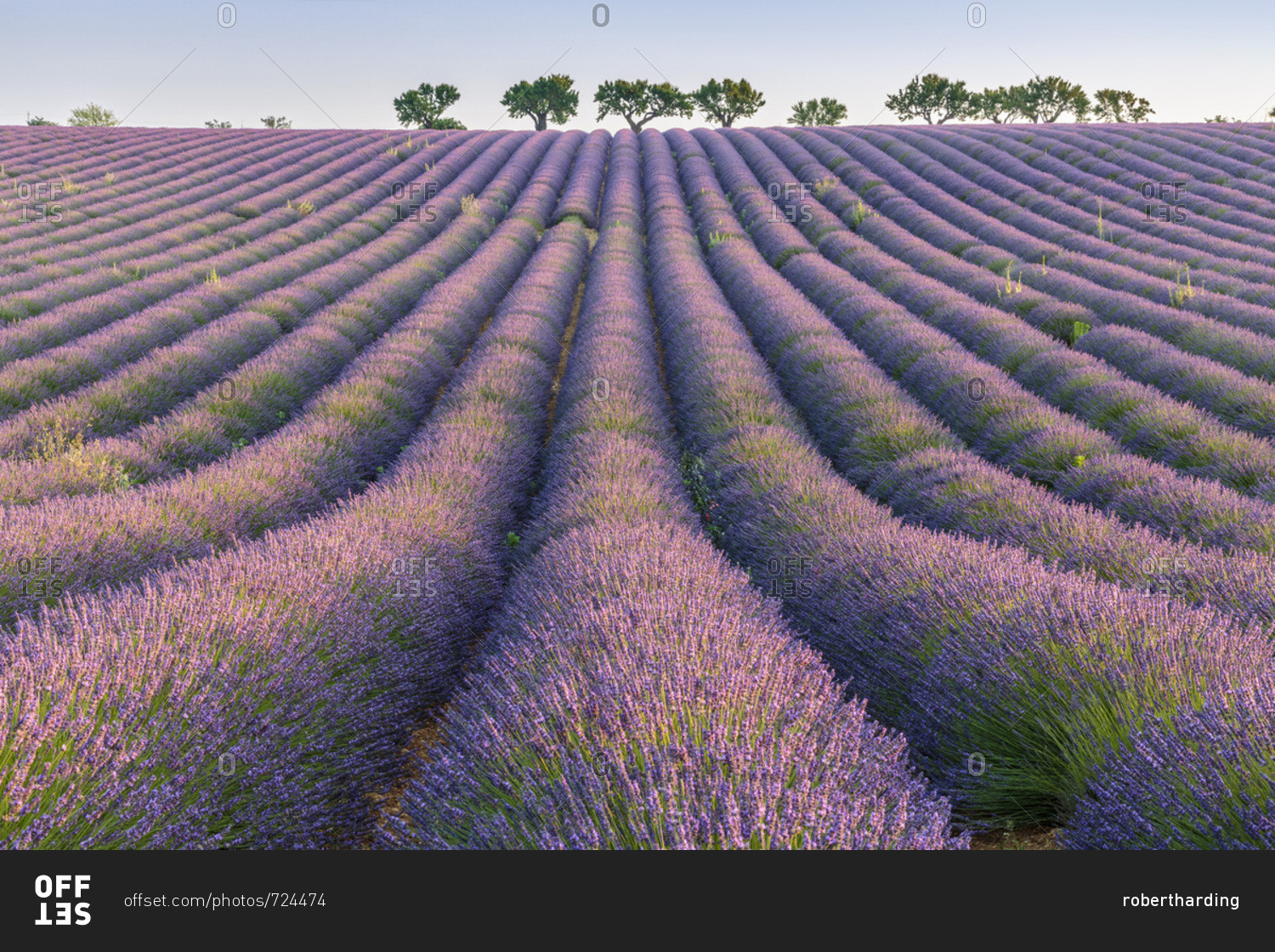 Lavender rows, Plateau de Valensole, Alpes-de-Haute-Provence, Provence-Alpes-Cote d'Azur, France, Europe