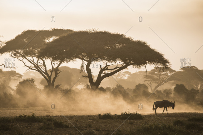 Wildebeests kicking up dust as they migrate at dusk in Amboseli National Park, Kenya