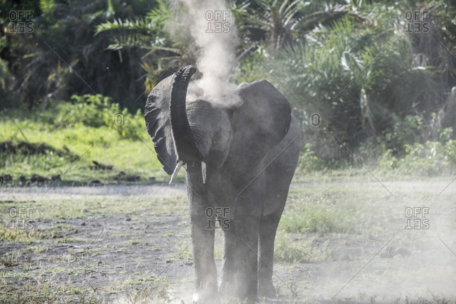 An elephant sprays itself with dust in Amboseli National Park, Kenya Dust provides some protection from sun and insects