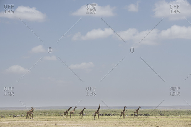 Giraffes in Amboseli National Park, Kenya