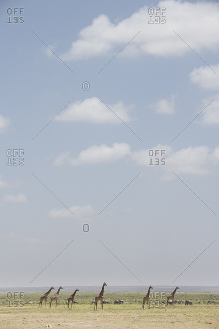 Group of giraffes in Amboseli National Park, Kenya