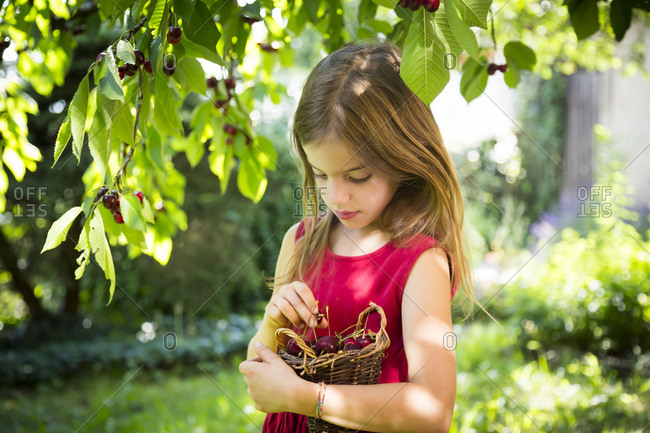 Portrait of little girl with basket of cherries