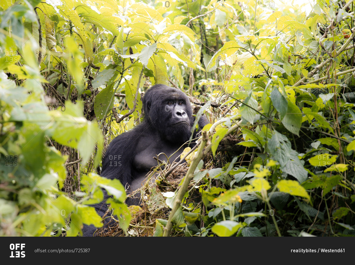 Africa, Democratic Republic of Congo, Mountain gorilla in jungle