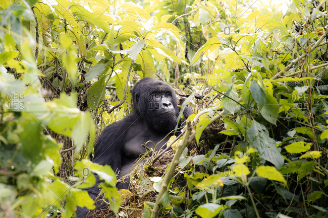 Africa, Democratic Republic of Congo, Mountain gorilla in jungle