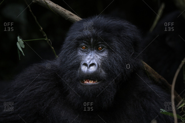 Africa, Democratic Republic of Congo, Mountain gorilla in jungle
