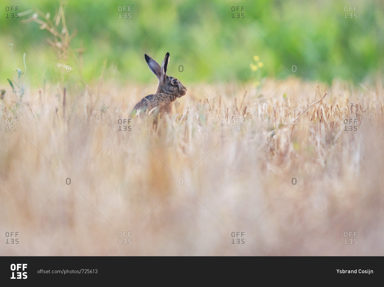 Alert rabbit in field