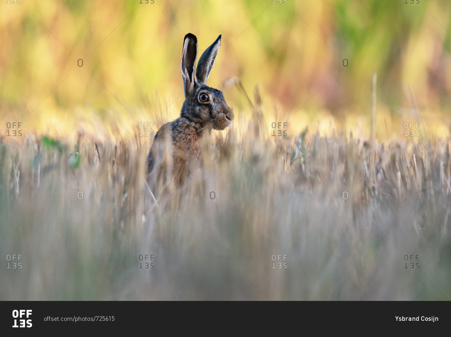 Alert rabbit in field with tall grass