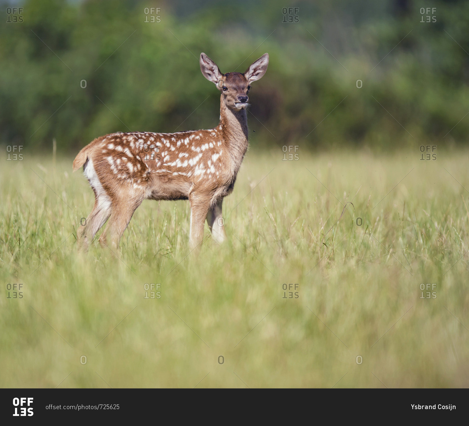Portrait of a young deer in a field
