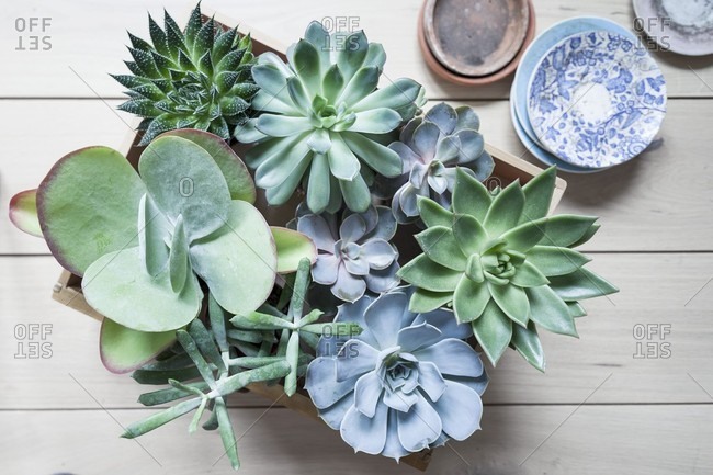 Various succulents in wooden crate on wooden boards