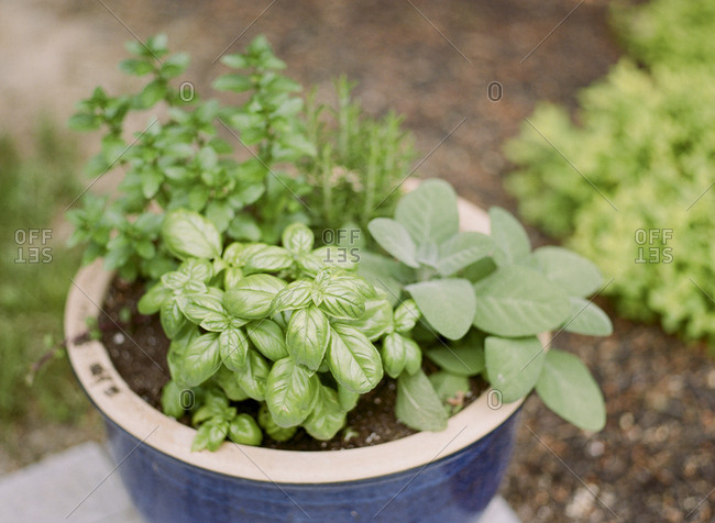Variety of culinary herbs growing in pot