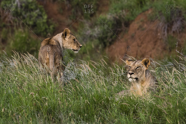 Lions (Panthera leo), Tsavo, Kenya, East Africa, Africa