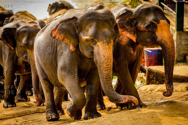 Elephants in Pinnawala, Sri Lanka, Asia