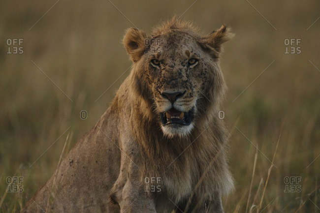 Portrait of a male lion, Panthera leo, resting in the dry grass.