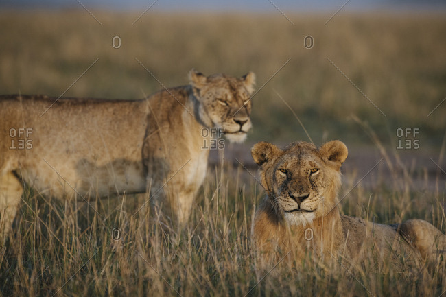 Portrait of a male lion, Panthera leo, resting in the dry grass.