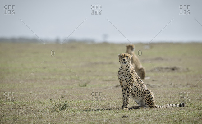 An alert Cheetah, Acinonyx jubatus, in Masai Mara National Reserve.