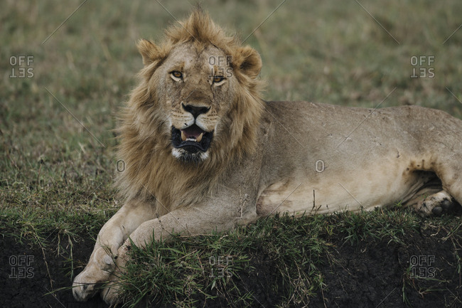 A male lion, Panthera leo, resting in Masai Mara National Reserve.