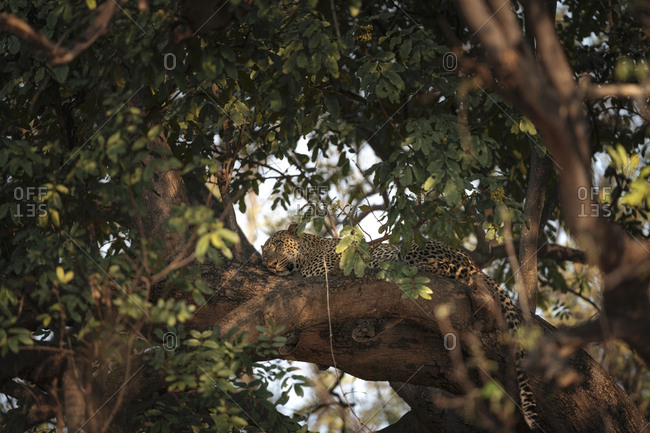 An African leopard, Panthera pardus pardus, resting on a tree branch at sunset.
