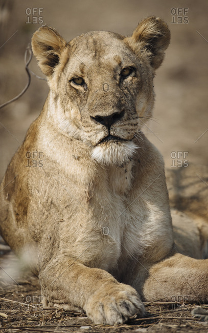 Close up portrait of a lioness, Panthera leo.
