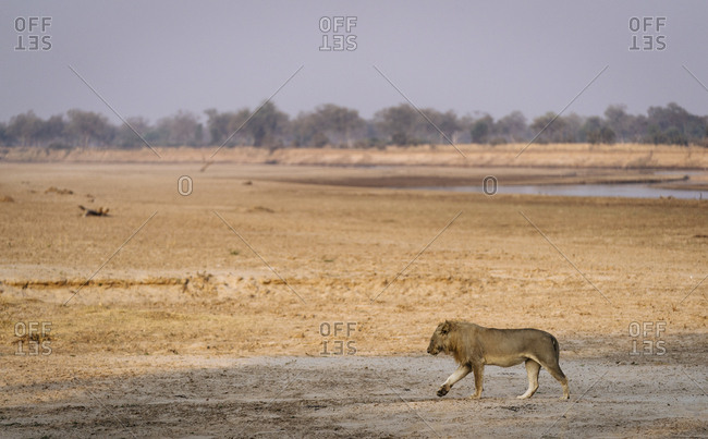 A male lion, Panthera leo, walking on the banks of the Luangwa River.