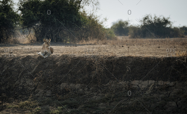 Portrait of a lioness, Panthera leo, resting in South Luangwa National Reserve.