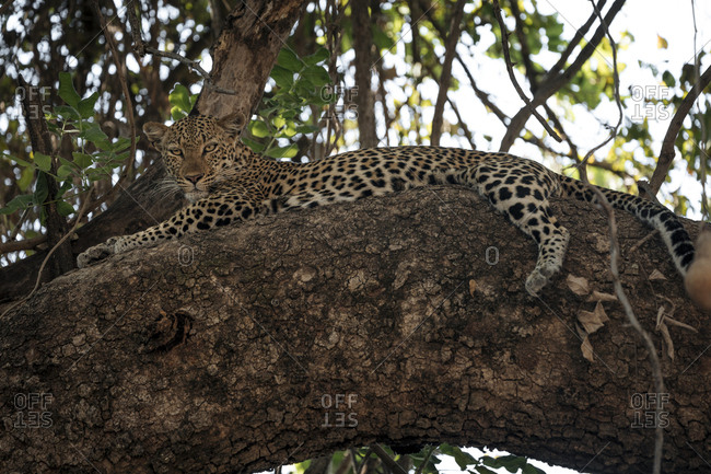 A female African leopard, Panthera pardus pardus, resting on a tree branch.
