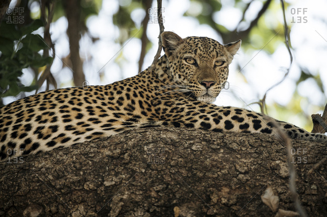 A female African leopard, Panthera pardus pardus, resting on a tree branch.