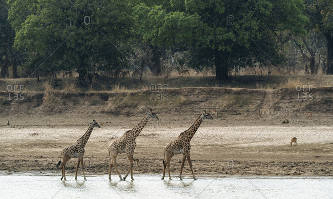 Thornicrofts Giraffes, giraffa camelopardalis thornicrofti, walking on the river bank.