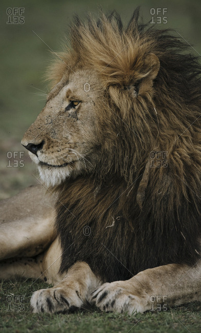 Close up portrait of a male lion, Panthera leo.