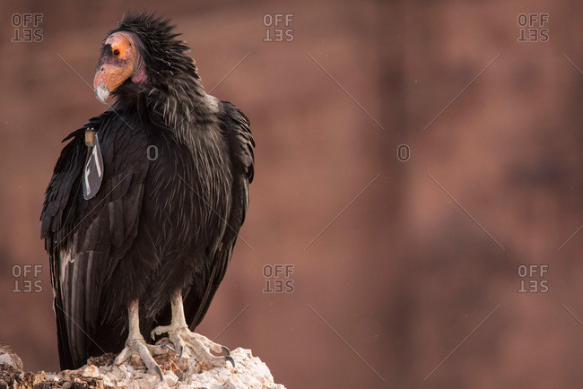 A condor that has been tagged by scientists from the Peregrine Fund sits on a rock at Badger Point in Marble Canyon.