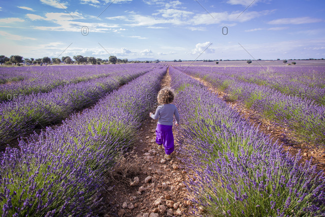 Adorable little girl walking in purple lavender field