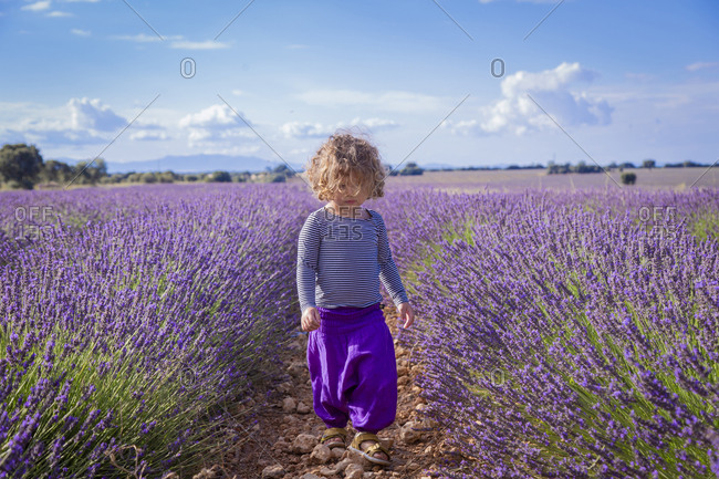Adorable little girl walking in purple lavender field
