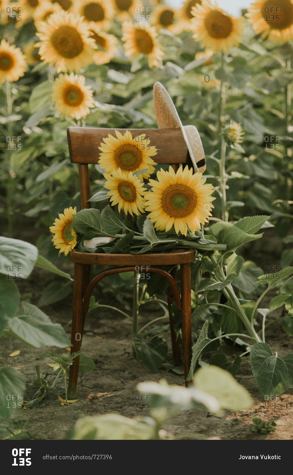 Sunflower bouquet on a chair, in the sunflower field