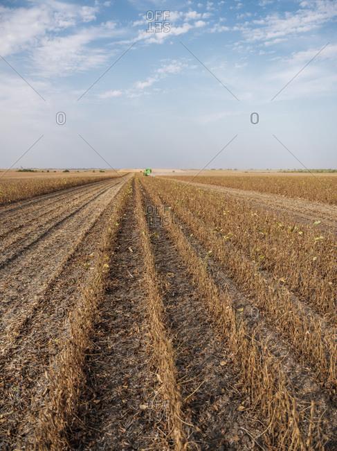 Serbia- Vojvodina- Ripe soybean plants with combine harvester in the background