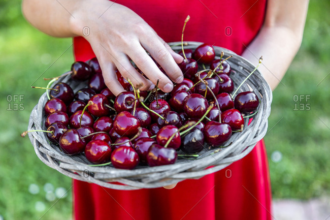 Girl holding basket of cherries- close-up