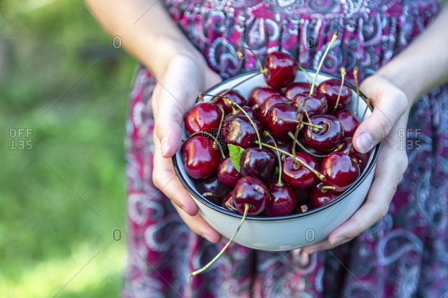 Girl's hands holding bowl of cherries- close-up