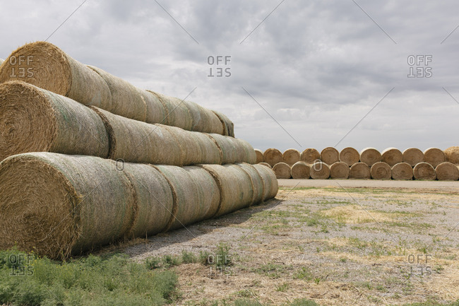 Stacked hay bales after the harvest, winter fodder for animals