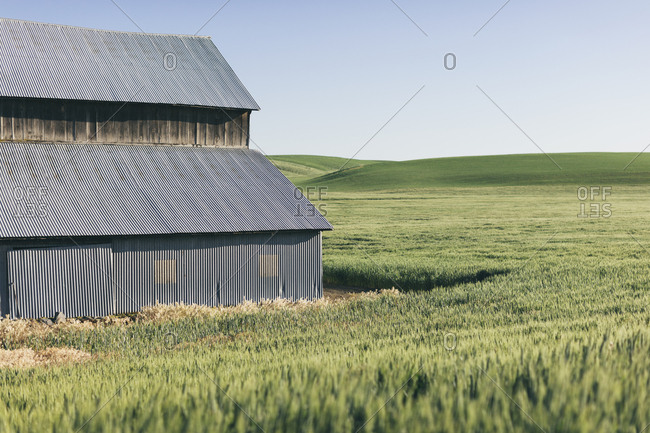 Barn and expansive field of Spring wheat