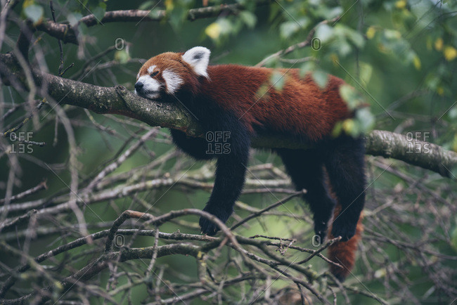 Red panda sleeping in tree