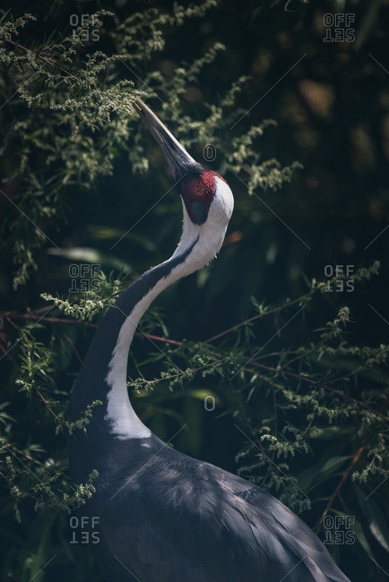 Sandhill crane feeding on tree