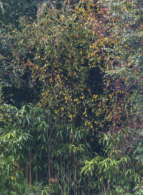 Forest vegetation with a variety of plants and trees growing together