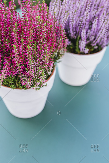 Flowerpots, heather, two different colors, detail,