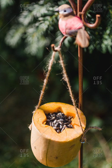 Diy Bird Feeder Pumpkin Hang Stock Photo Offset