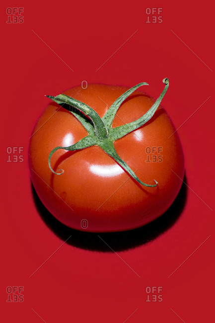 Shiny tomato with stem on red background