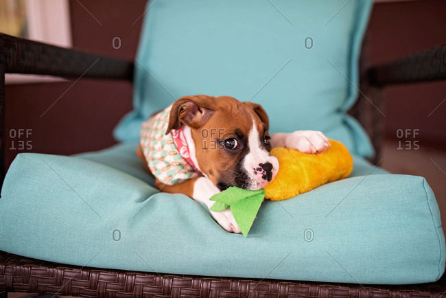 Boxer puppy lying on chair and chewing on stuffed toy