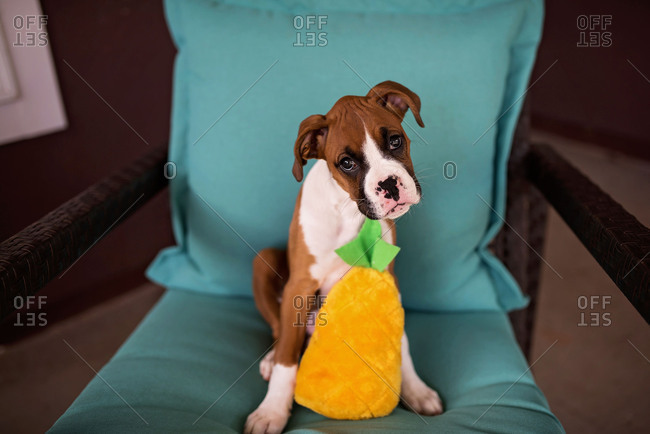 Portrait of Boxer puppy with head cocked sitting on chair with stuffed toy