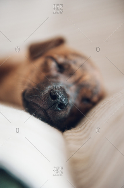 Puppy sleeping on the couch